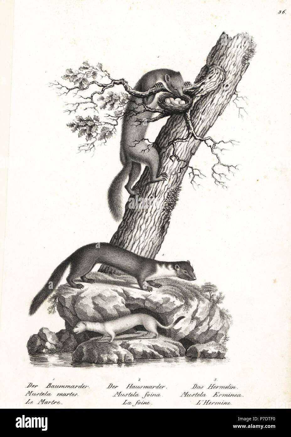 Marten, Martes martes 1, beech marten, Martes foina 2, and stoat or ermine, Mustela erminea 3. Lithograph by Karl Joseph Brodtmann from Heinrich Rudolf Schinz's Illustrated Natural History of Men and Animals, 1836. Stock Photo