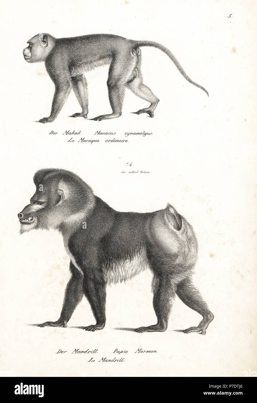 Crab-eating macaque, Macaca fascicularis (Macacus cynomolgus) and mandrill, Mandrillus sphinx (Papio mormon), vulnerable. Lithograph by Karl Joseph Brodtmann from Heinrich Rudolf Schinz's Illustrated Natural History of Animals, Zurich, 1827. Stock Photo