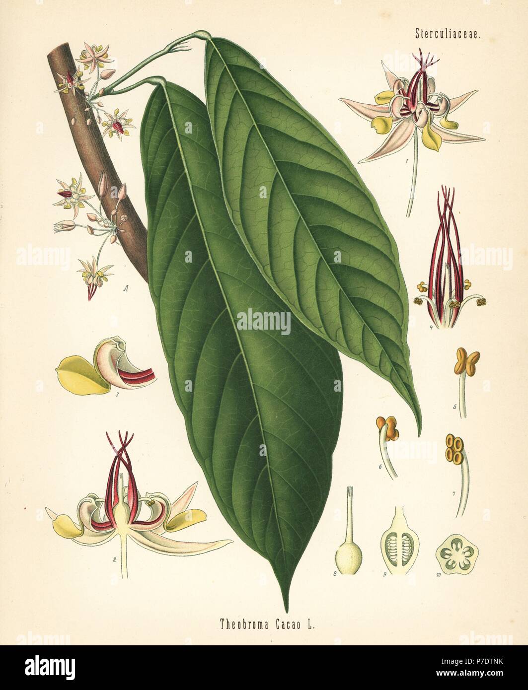 Cocoa or cacao leaf, Theobroma cacao. Chromolithograph after a botanical illustration from Hermann Adolph Koehler's Medicinal Plants, edited by Gustav Pabst, Koehler, Germany, 1887. Stock Photo