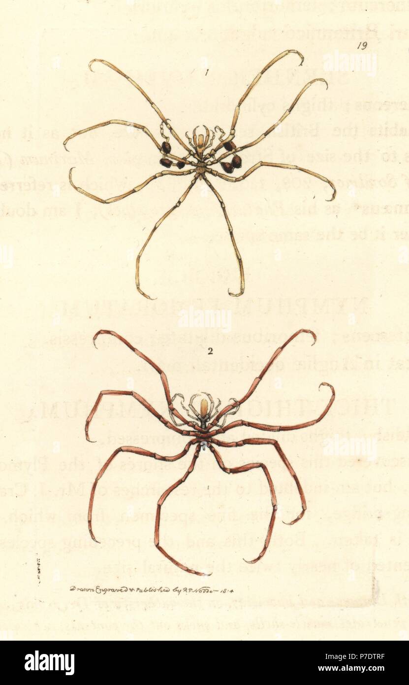 Sea spiders, Nymphon gracile, Nymphon hirtum (Nymphum femoratum). Handcoloured copperplate engraving drawn and engraved by Richard Polydore Nodder from William Elford Leach's Zoological Miscellany, McMillan, London, 1815. Stock Photo