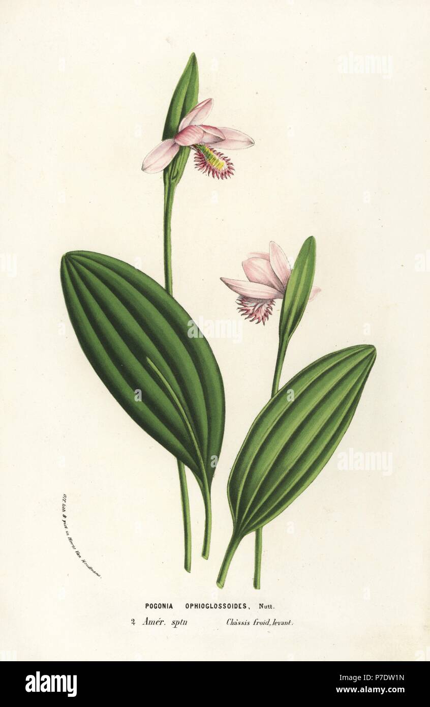 Rose pogonia orchid, Pogonia ophioglossoides. Handcoloured lithograph from Louis van Houtte and Charles Lemaire's Flowers of the Gardens and Hothouses of Europe, Flore des Serres et des Jardins de l'Europe, Ghent, Belgium, 1856. Stock Photo