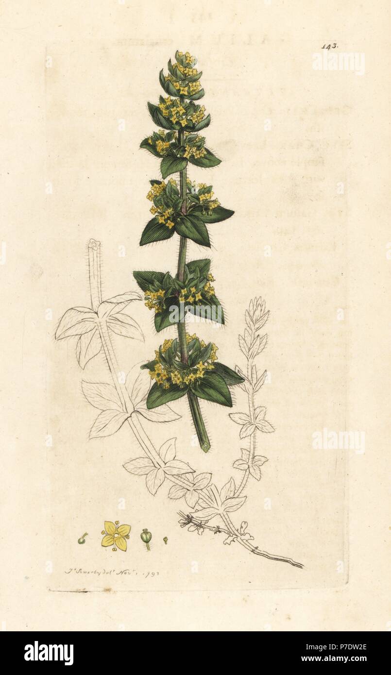Crosswort or smooth bedstraw, Cruciata laevipes (Galium cruciatum). Handcoloured copperplate engraving after an illustration by James Sowerby from James Smith's English Botany, London, 1793. Stock Photo