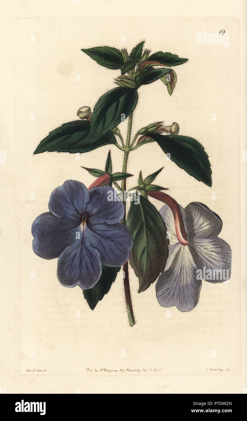 Cupid's bow or long-flowered achimenes, Achimenes longiflora. Handcoloured copperplate engraving by George Barclay after an illustration by Miss Sarah Drake from Edwards' Botanical Register, edited by John Lindley, London, Ridgeway, 1842. Stock Photo