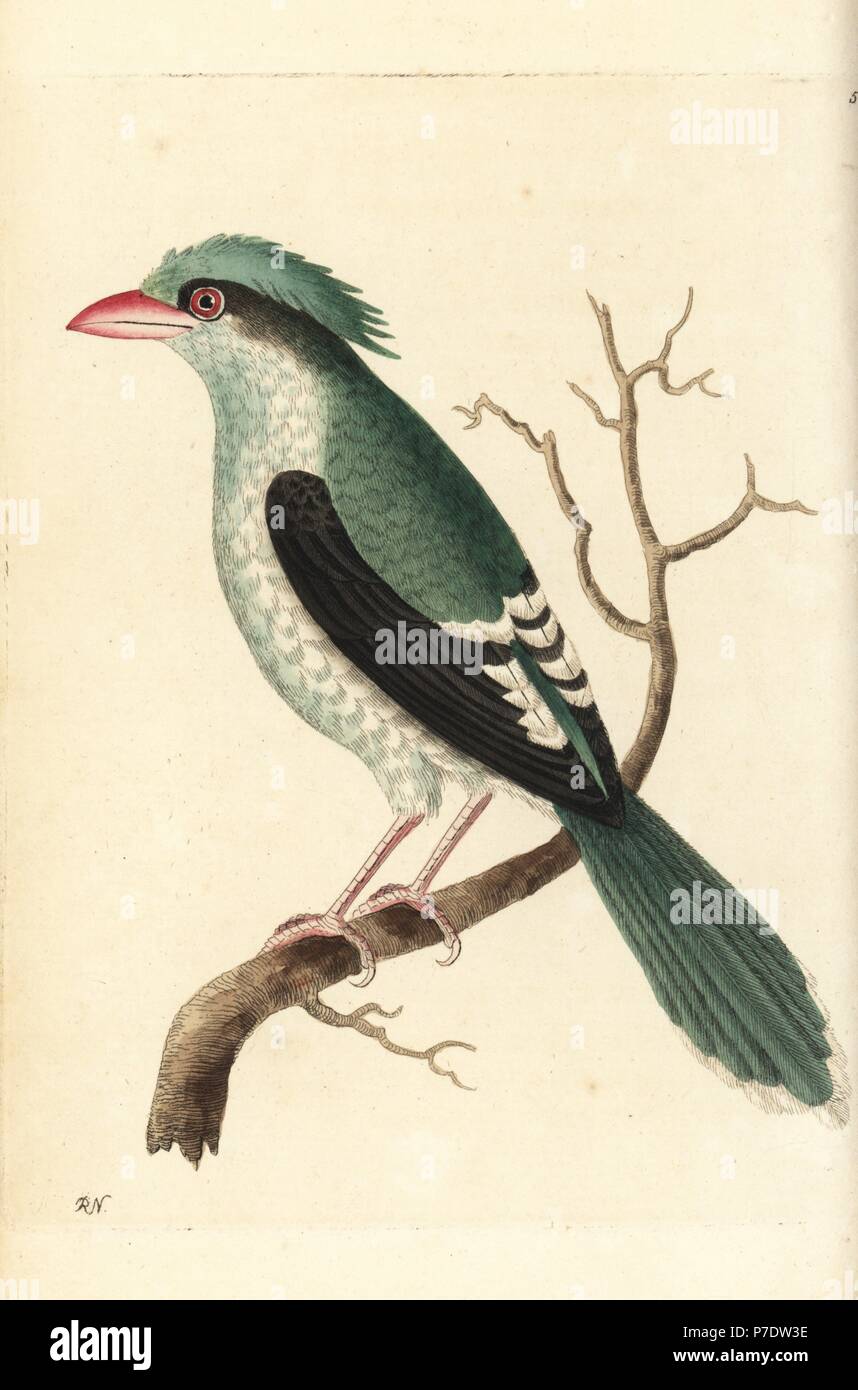 Chinese roller, Coracias sinensis. Illustration drawn and engraved by Richard Polydore Nodder. Handcoloured copperplate engraving from George Shaw and Frederick Nodder's The Naturalist's Miscellany, London, 1801. Stock Photo