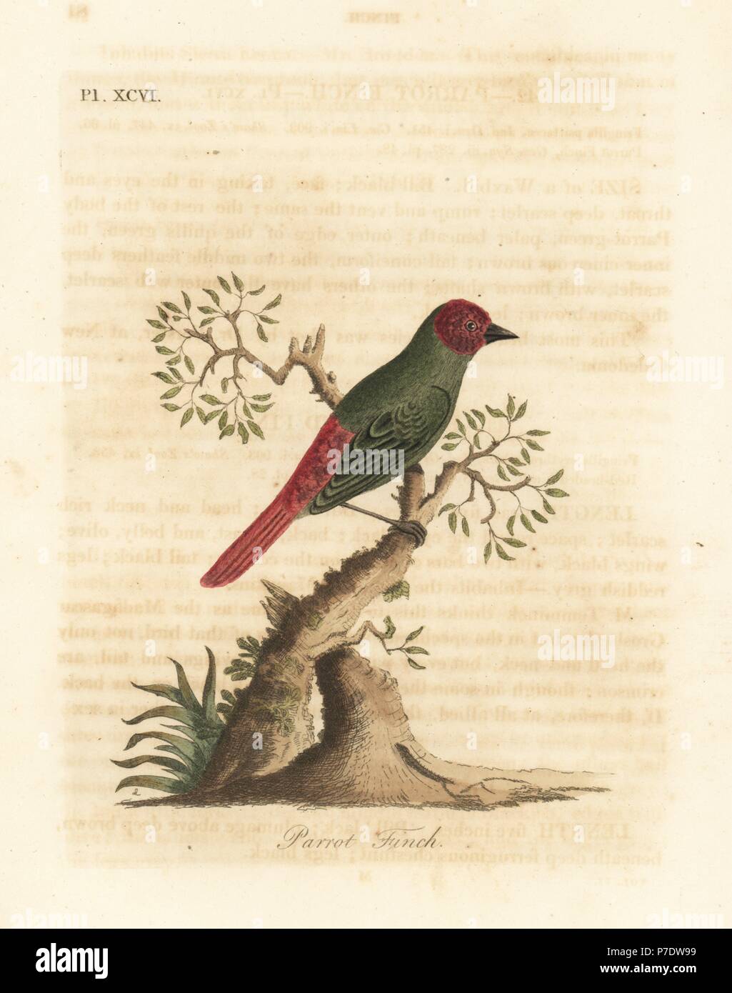 Red-throated parrotfinch, Erythrura psittacea (Parrot finch, Fringilla psittacea). Handcoloured copperplate drawn and engraved by John Latham from his own A General History of Birds, Winchester, 1823. Stock Photo
