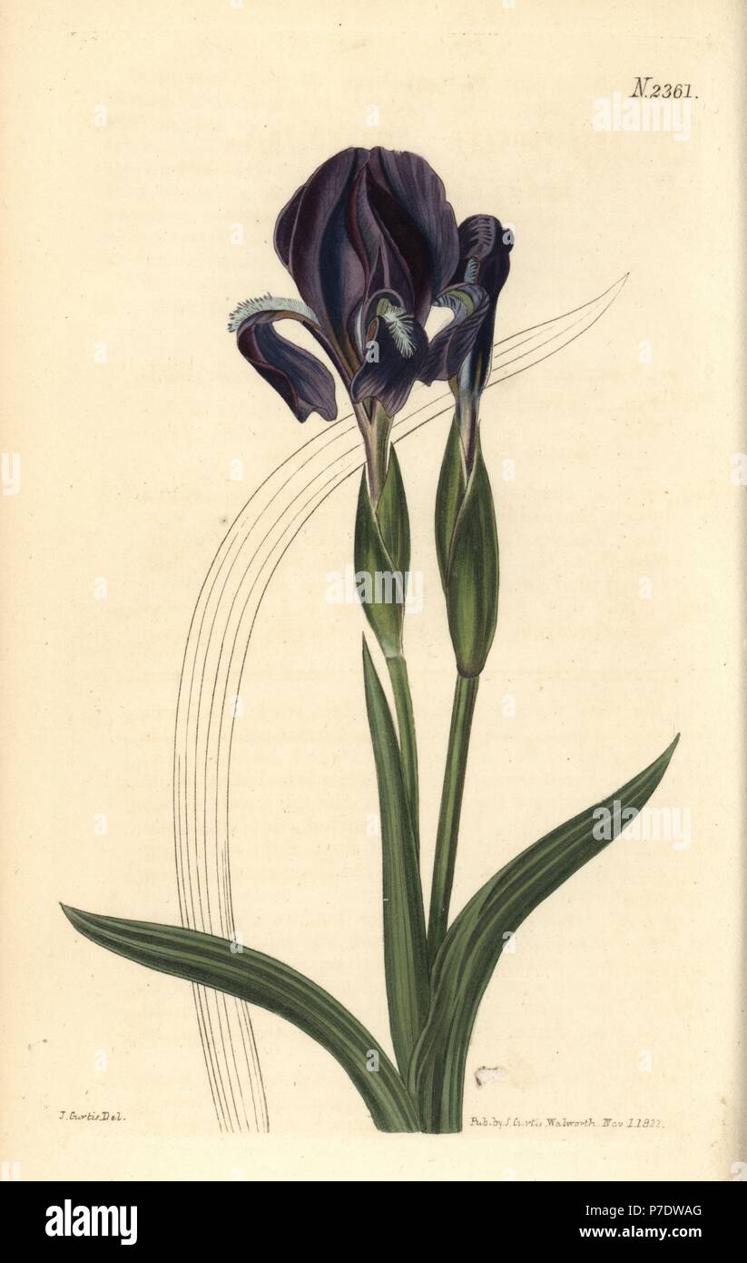 Iris furcata hi-res stock photography and images - Alamy