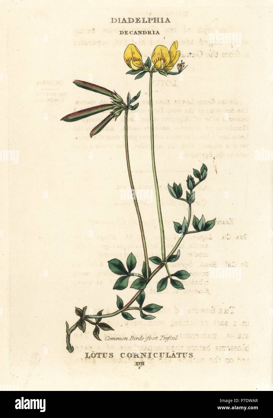 Common bird's-foot trefoil, Lotus corniculatus. Handcoloured copperplate engraving after an illustration by Richard Duppa from his The Classes and Orders of the Linnaean System of Botany, Longman, Hurst, London, 1816. Stock Photo