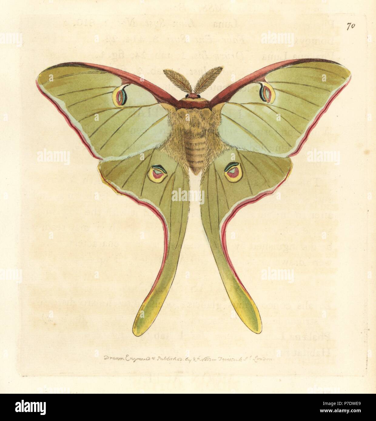 Luna moth, Actias luna. Handcoloured copperplate engraving drawn and engraved by Richard Polydore Nodder from William Elford Leach's Zoological Miscellany, McMillan, London, 1814. Stock Photo