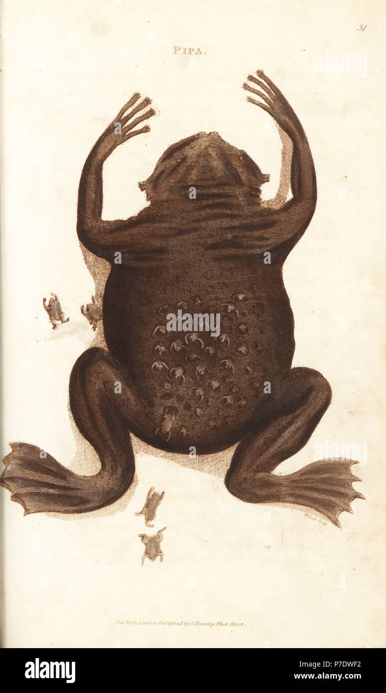 Common Suriname toad or star-fingered toad, Pipa pipa (Pipa, Rana pipa). Female with froglets emerging from pockets in her back. Handcoloured copperplate engraving by Wilson after an illustration by George Shaw from his General Zoology, Amphibia, London, 1801. Stock Photo