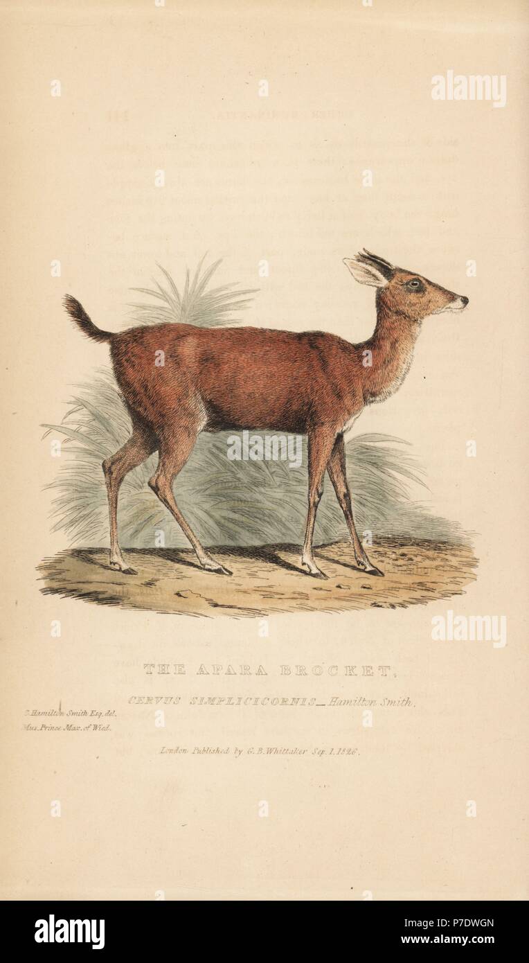 Brown brocket deer, Mazama gouazoubira (Apara brocket, Cervus ...