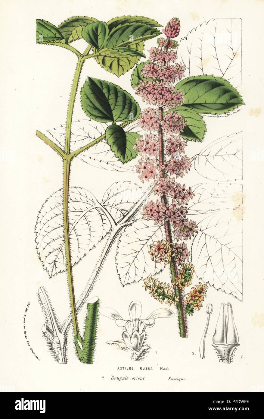 Chinese astilbe, Astilbe rubra. Handcoloured lithograph from Louis van Houtte and Charles Lemaire's Flowers of the Gardens and Hothouses of Europe, Flore des Serres et des Jardins de l'Europe, Ghent, Belgium, 1857. Stock Photo