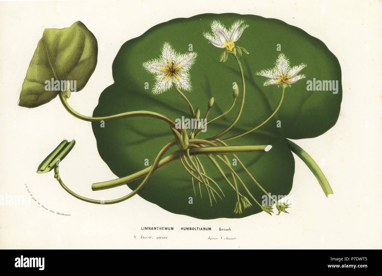 Water snowflake, Nymphoides indica (Limnanthemum humboltianum). Handcoloured lithograph from Louis van Houtte and Charles Lemaire's Flowers of the Gardens and Hothouses of Europe, Flore des Serres et des Jardins de l'Europe, Ghent, Belgium, 1856. Stock Photo