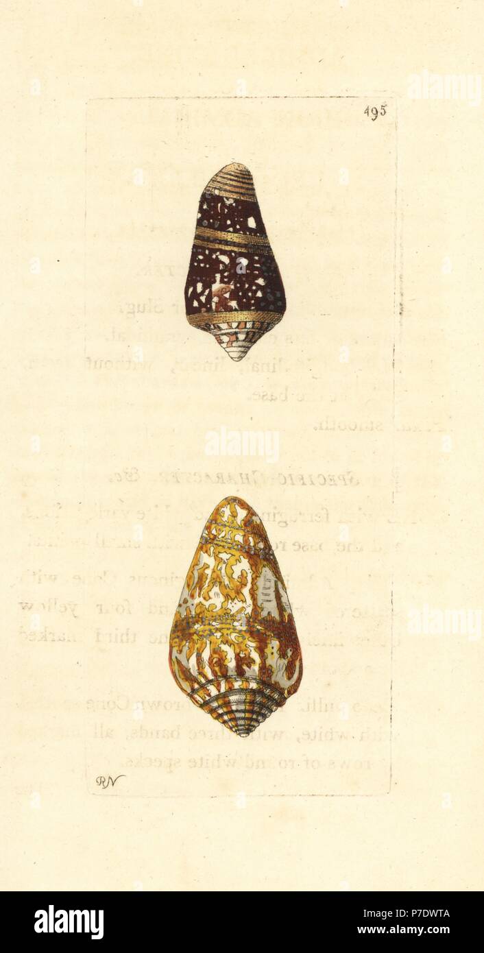 Admiral cone varieties, high admiral and cedo nulli, Conus ammiralis, Conus cedonulli (Conus ammiralis var. summus, Cedo nulli). Illustration drawn and engraved by Richard Polydore Nodder. Handcoloured copperplate engraving from George Shaw and Frederick Nodder's The Naturalist's Miscellany, London, 1801. Stock Photo