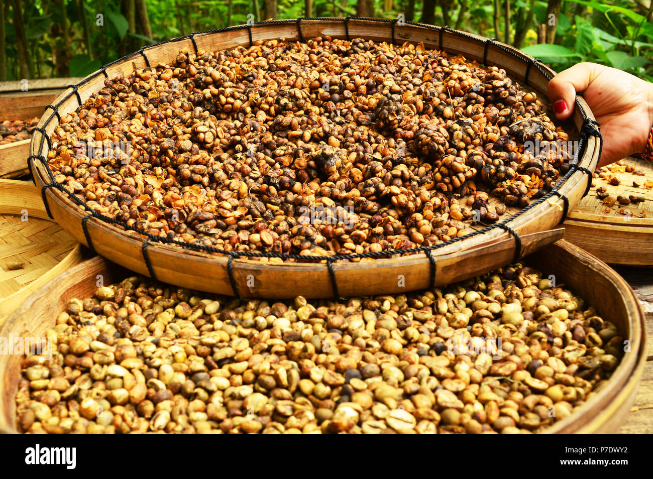 Bali kopi hires stock photography and images Alamy