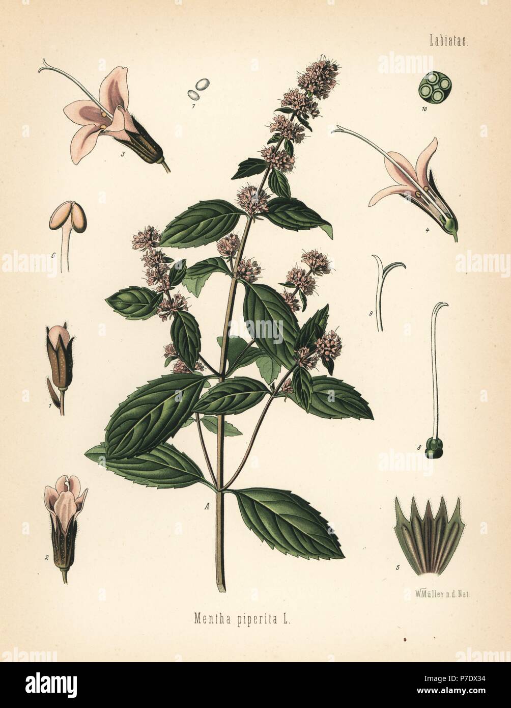 Peppermint, Mentha piperita. Chromolithograph after a botanical illustration by Walther Muller from Hermann Adolph Koehler's Medicinal Plants, edited by Gustav Pabst, Koehler, Germany, 1887. Stock Photo