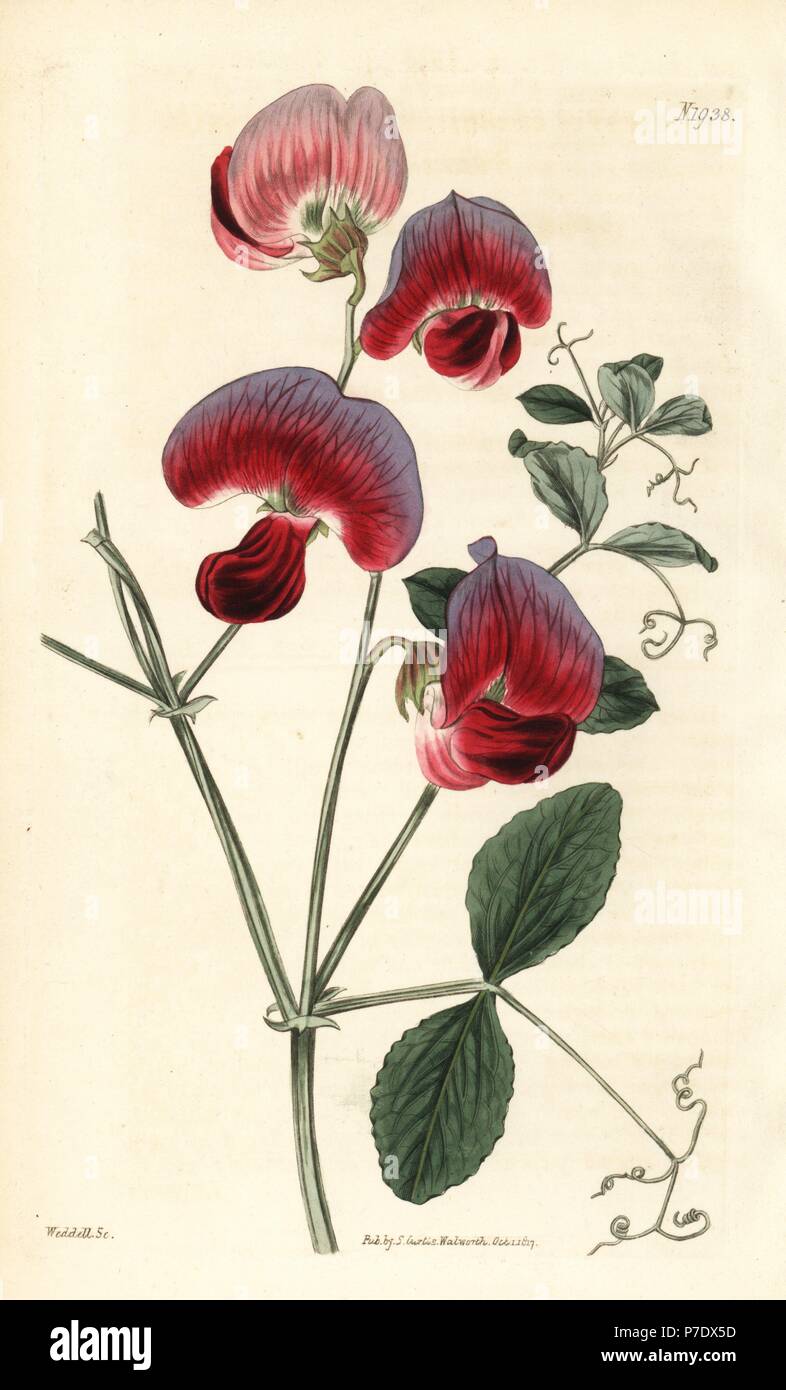 Perennial sweetpea or twoflower everlasting pea, Lathyrus grandiflorus. Handcoloured botanical engraving by Weddell from John Sims' Curtis's Botanical Magazine, Couchman, London, 1817. Stock Photo
