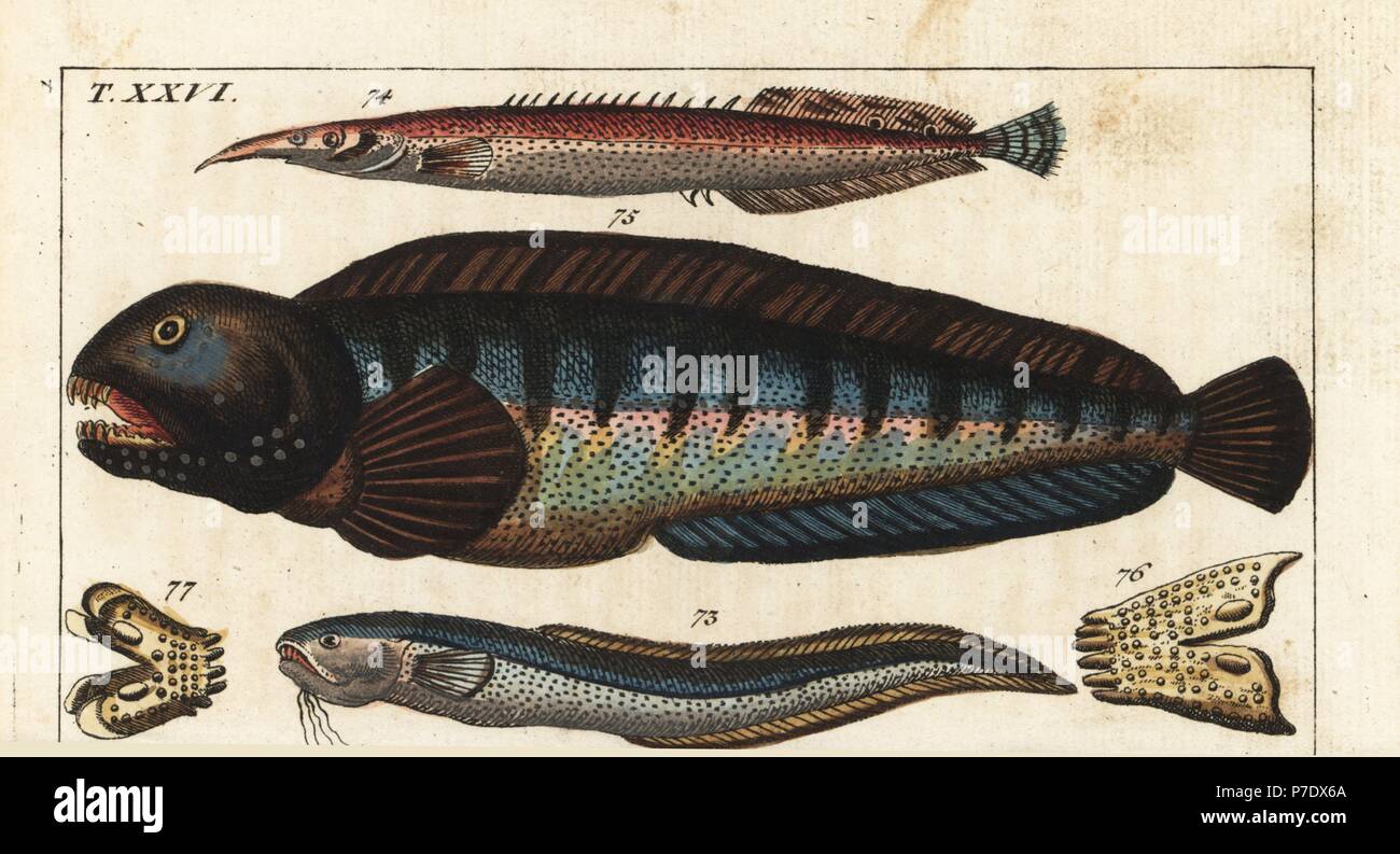 Snake blenny, Ophidion barbatum 73, lesser spiny eel, Macrognathus aculeatus 74, wolf fish, Anarhichas lupus 75, and its jaw and teeth 76,77. Handcolored copperplate engraving from Gottlieb Tobias Wilhelm's Encyclopedia of Natural History: Fish, Augsburg, 1804. Wilhelm (1758-1811) was a Bavarian clergyman and naturalist known as the German Buffon. Stock Photo