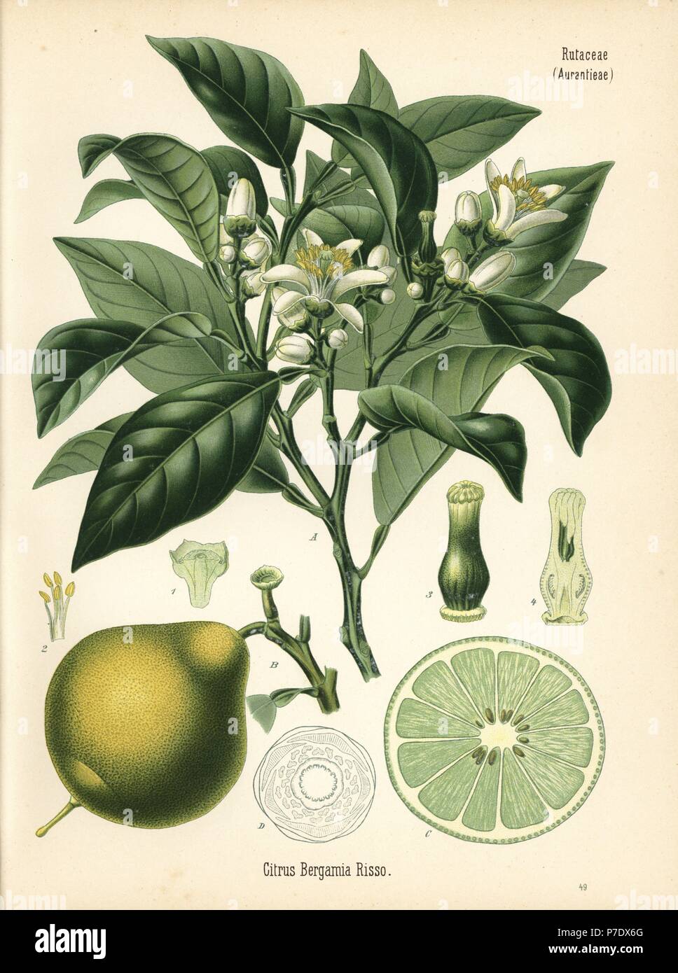 Bergamot orange, Citrus bergamia. Chromolithograph after a botanical illustration from Hermann Adolph Koehler's Medicinal Plants, edited by Gustav Pabst, Koehler, Germany, 1887. Stock Photo
