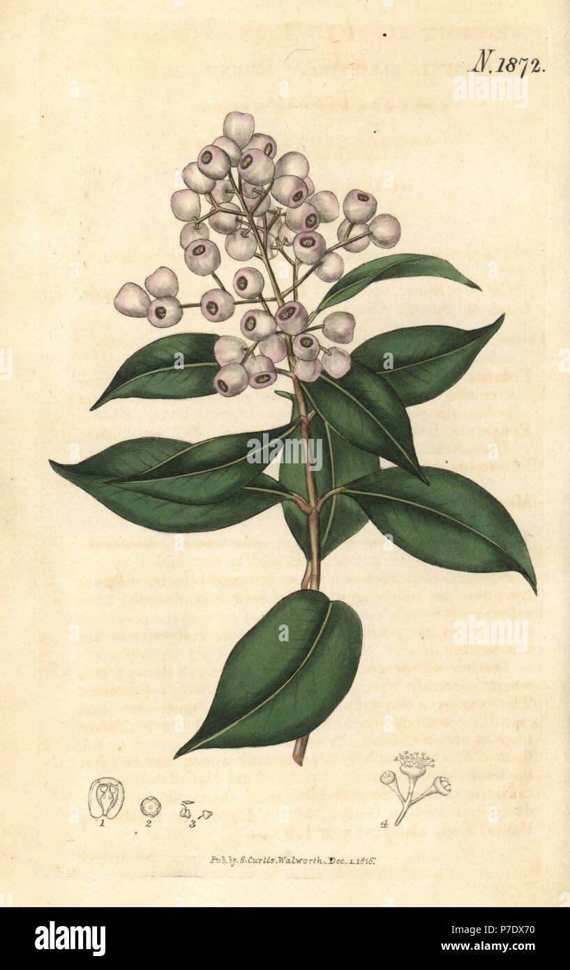 Syzygium smithii (Round-fruited eugenia, Eugenia elliptica). Handcoloured botanical engraving by Weddell from John Sims' Curtis's Botanical Magazine, Couchman, London, 1816. Stock Photo