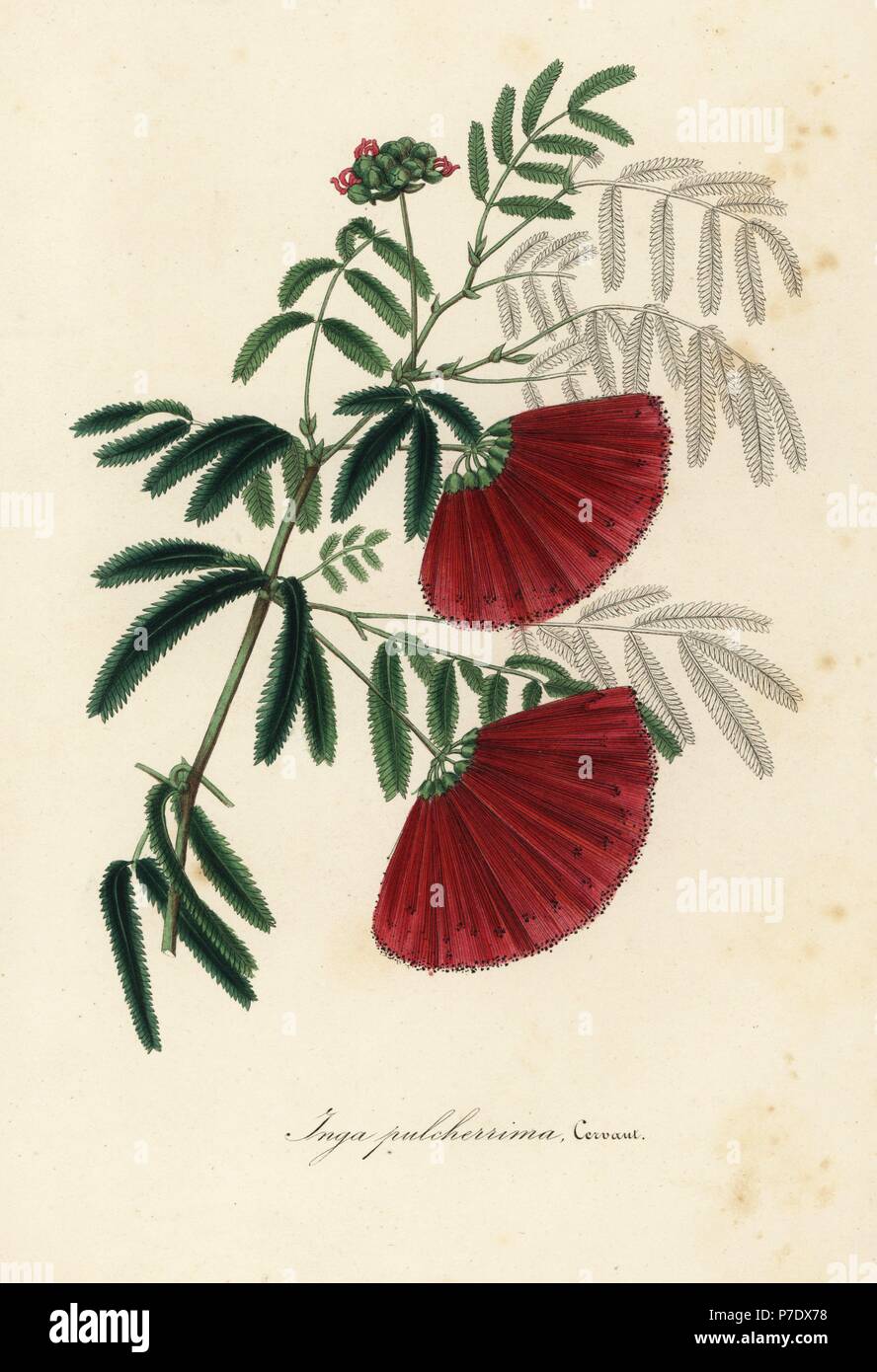 Mexican flamebush, Inga pulcherrima Cerv. Handcoloured lithograph from Louis van Houtte and Charles Lemaire's Flowers of the Gardens and Hothouses of Europe, Flore des Serres et des Jardins de l'Europe, Ghent, Belgium, 1845. Stock Photo