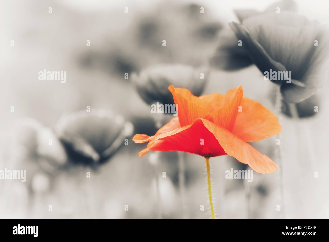 Isolated single red poppy flower Stock Photo - Alamy