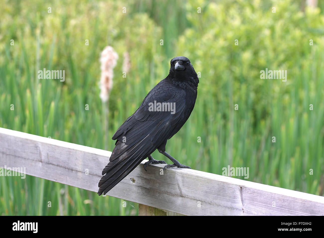 Carrion crow perched on wooden fence Stock Photo