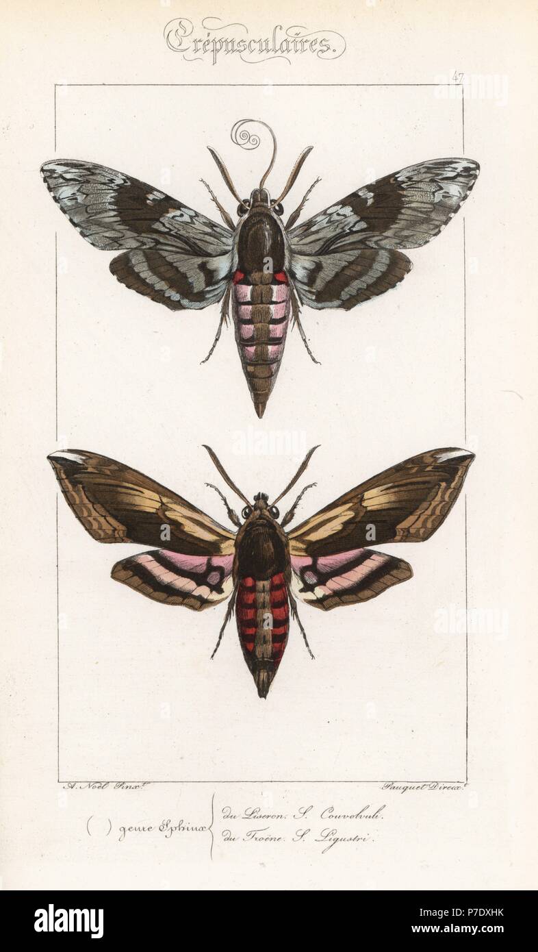 Convolvulus hawkmoth, Agrius convolvuli and privet hawkmoth, Sphinx ligustri. Handcoloured steel engraving by the Pauquet brothers after an illustration by Alexis Nicolas Noel from Hippolyte Lucas' Natural History of European Butterflies, Histoire Naturelle des Lepidopteres d'Europe, 1864. Stock Photo