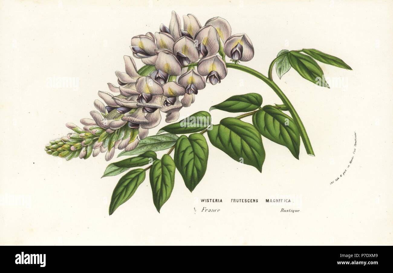American wisteria cultivar, Wisteria frutescens magnifica. Handcoloured lithograph from Louis van Houtte and Charles Lemaire's Flowers of the Gardens and Hothouses of Europe, Flore des Serres et des Jardins de l'Europe, Ghent, Belgium, 1856. Stock Photo