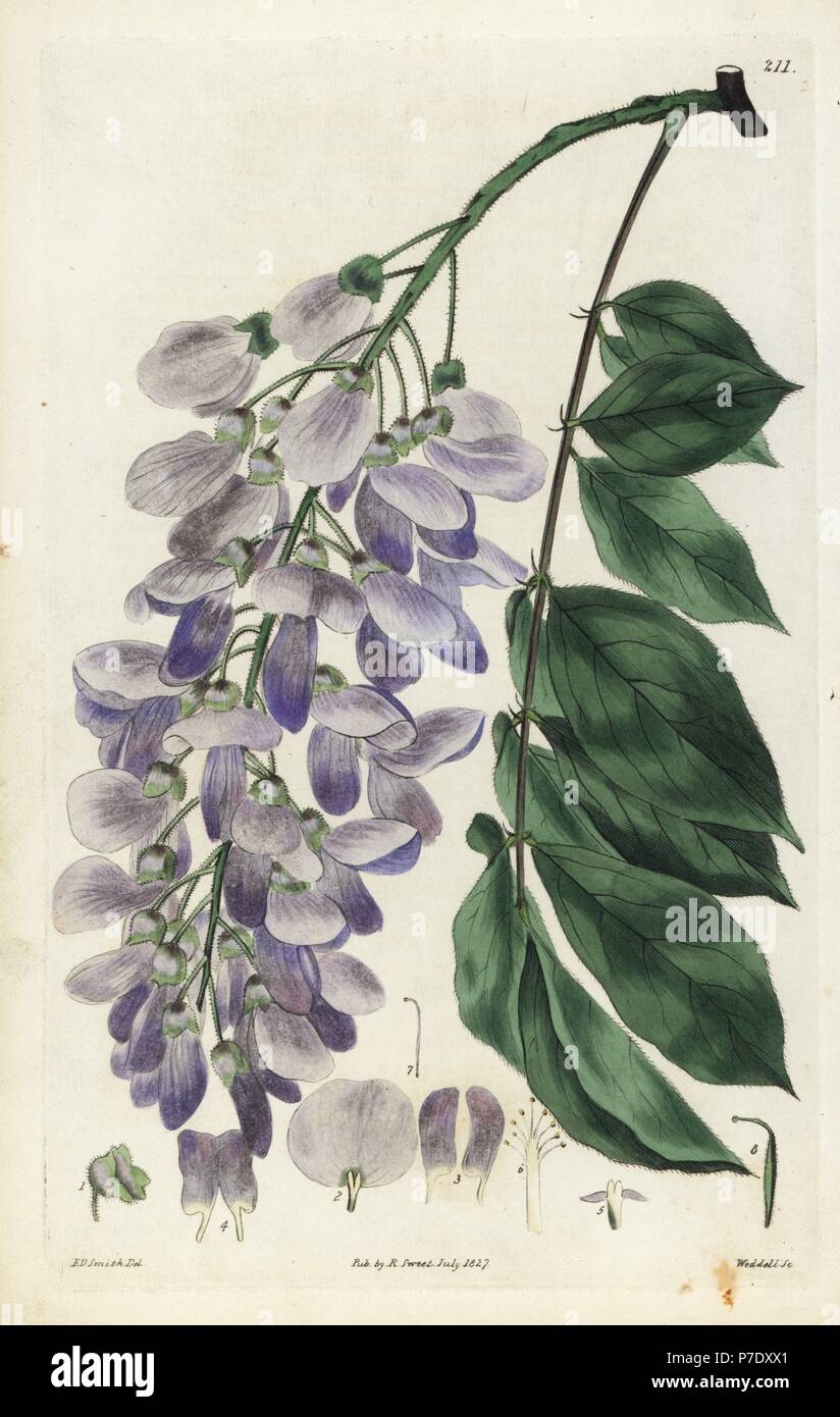Chinese wisteria, Kraunhia chinensis (Wisteria chinensis). Handcoloured copperplate engraving by Weddell after a botanical illustration by Edward Dalton Smith from Robert Sweet's The British Flower Garden, Ridgeway, London, 1827. Stock Photo