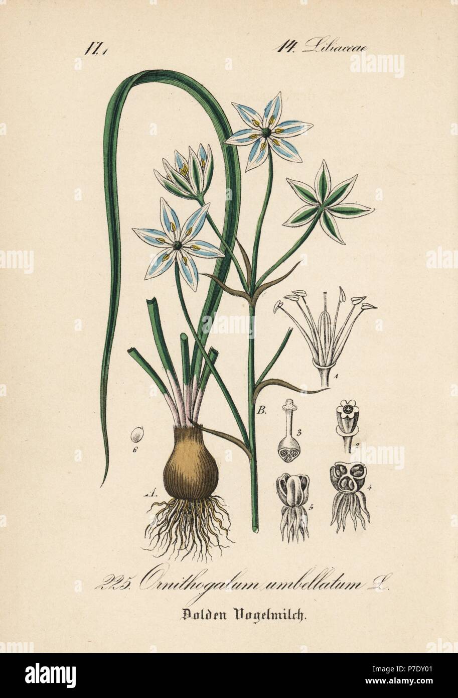 Star of Bethlehem lily, Ornithogalum umbellatum. Handcoloured lithograph from Diederich von Schlechtendal's German Flora (Flora von Deutschland), Jena, 1871. Stock Photo