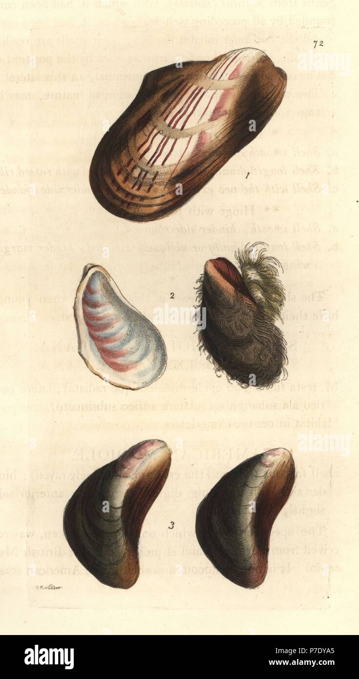 Tulip mussel, Modiolus americanus (Modiola americana), bearded horse mussel, Modiolus barbatus (Modiola gibbsii), and bent mussel (Modiola incurvata). Handcoloured copperplate engraving drawn and engraved by Richard Polydore Nodder from William Elford Leach's Zoological Miscellany, McMillan, London, 1815. Stock Photo