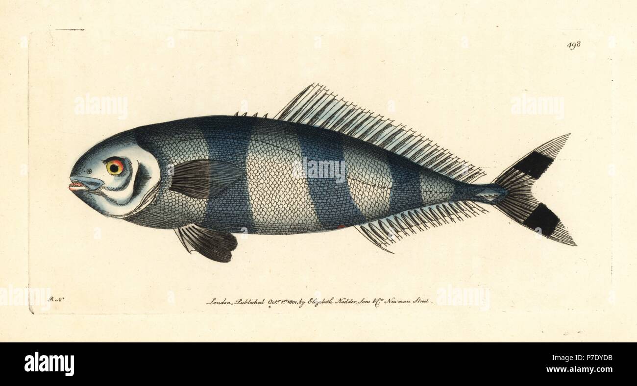 Pilot fish, Naucrates ductor (pilot mackrel, Scomber ductor). Illustration  drawn and engraved by Richard Polydore Nodder. Handcoloured copperplate  engraving from George Shaw and Frederick Nodder's The Naturalist's  Miscellany, London, 1801 Stock Photo 