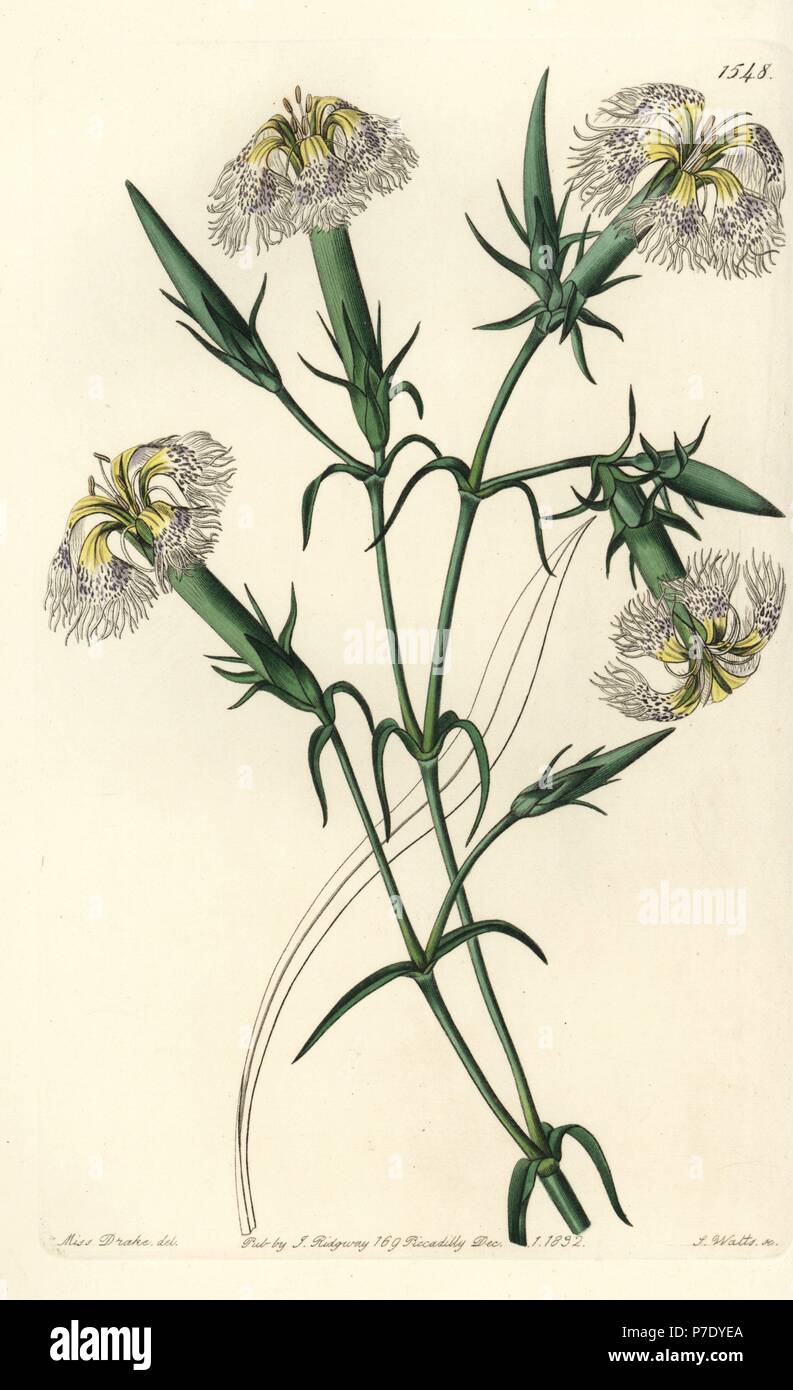 Pink of Lebanon, Dianthus libanotis. Endangered species. Handcoloured copperplate engraving by S. Watts after an illustration by Miss Sarah Drake from Sydenham Edwards' Botanical Register, Ridgeway, London, 1832. Stock Photo