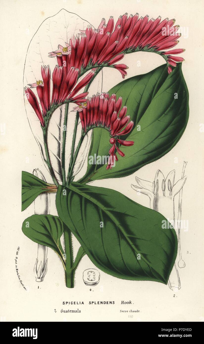 Spigelia splendens. Handcoloured lithograph from Louis van Houtte and Charles Lemaire's Flowers of the Gardens and Hothouses of Europe, Flore des Serres et des Jardins de l'Europe, Ghent, Belgium, 1867-1868. Stock Photo