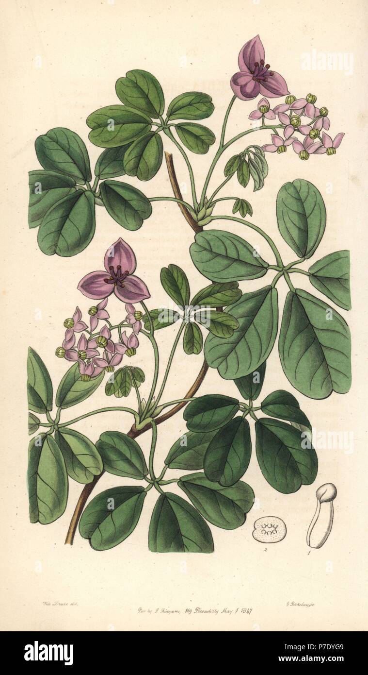 Chocolate vine or five-leaved akebia, Akebia quinata. Handcoloured copperplate engraving by George Barclay after an illustration by Miss Sarah Drake from Edwards' Botanical Register, edited by John Lindley, London, Ridgeway, 1847. Stock Photo