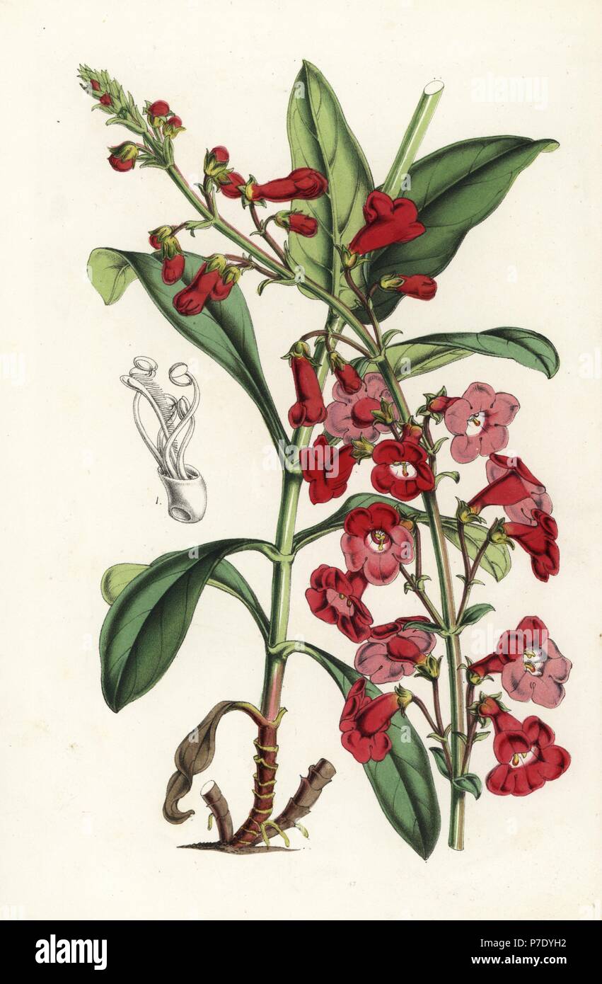 Wright's beardtongue, Penstemon wrightii (Pentstemon wrightii). Handcoloured lithograph from Louis van Houtte and Charles Lemaire's Flowers of the Gardens and Hothouses of Europe, Flore des Serres et des Jardins de l'Europe, Ghent, Belgium, 1851. Stock Photo