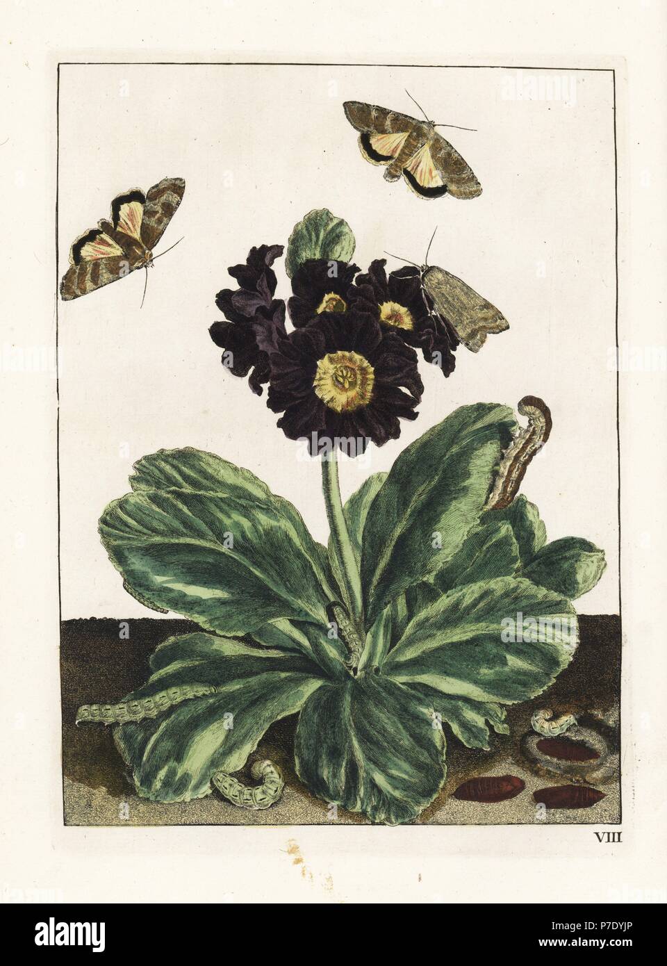 Willowherb hawkmoth, Proserpinus proserpina, on a black auricula flower, Primula auricula. Handcoloured copperplate engraving drawn and etched by Jacob l'Admiral in Naauwkeurige Waarneemingen omtrent de veranderingen van veele Insekten (Accurate Descriptions of the Metamorphoses of Insects), J. Sluyter, Amsterdam, 1774. For this second edition, M. Houttuyn added another eight plates to the original 25. Stock Photo