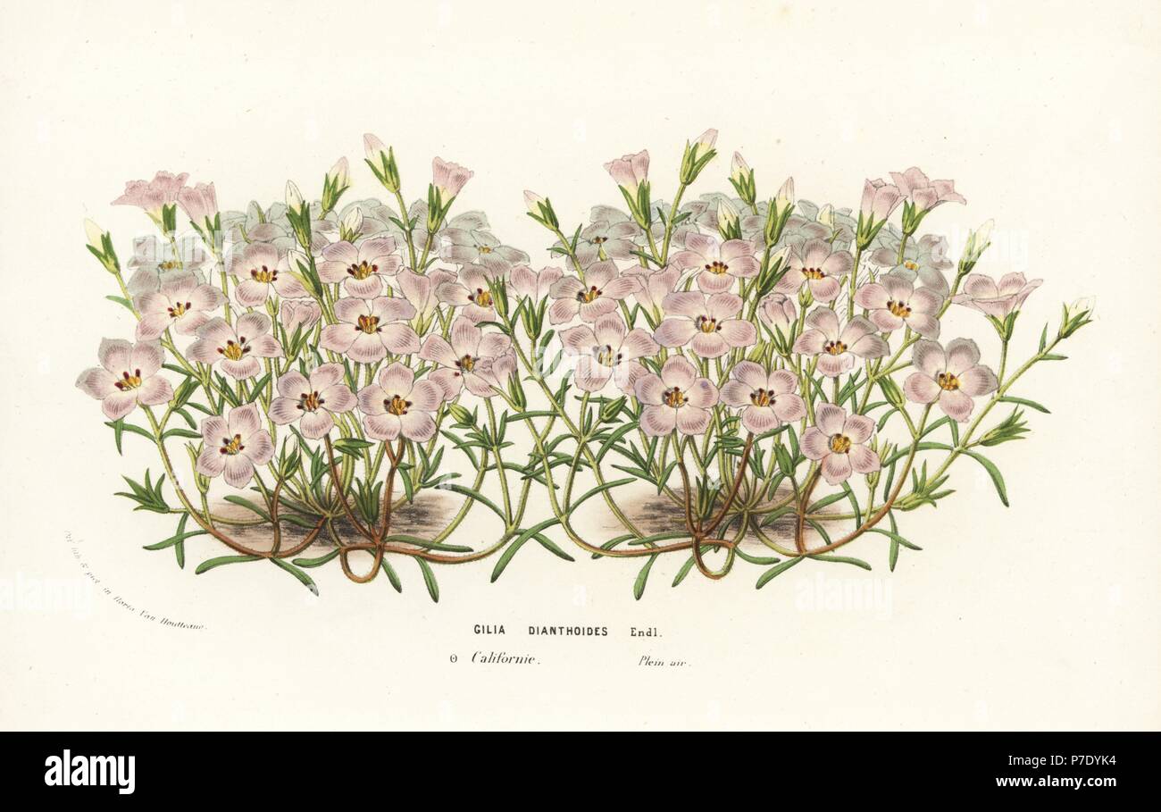 Gilia dianthoides, native to California. Handcoloured lithograph from Louis van Houtte and Charles Lemaire's Flowers of the Gardens and Hothouses of Europe, Flore des Serres et des Jardins de l'Europe, Ghent, Belgium, 1856. Stock Photo