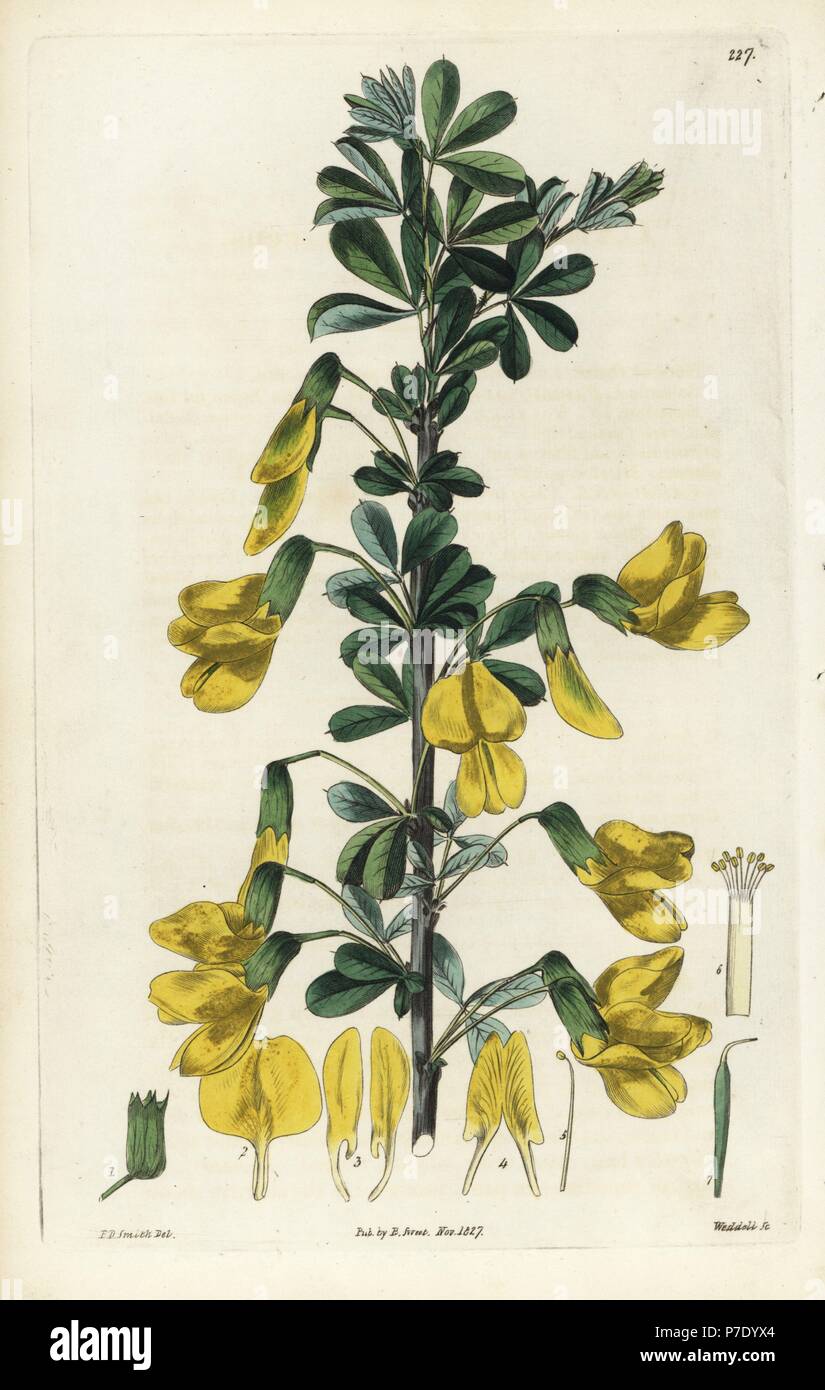 Russian peashrub, Caragana frutex (Shrubby caragana, Caragana frutescens). Handcoloured copperplate engraving by Weddell after a botanical illustration by Edward Dalton Smith from Robert Sweet's The British Flower Garden, Ridgeway, London, 1827. Stock Photo