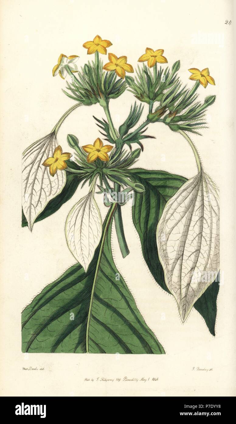 Sweet root or large-leaved mussaenda, Mussaenda macrophylla. Handcoloured copperplate engraving by George Barclay after an illustration by Miss Sarah Drake from Edwards' Botanical Register, edited by John Lindley, London, Ridgeway, 1846. Stock Photo
