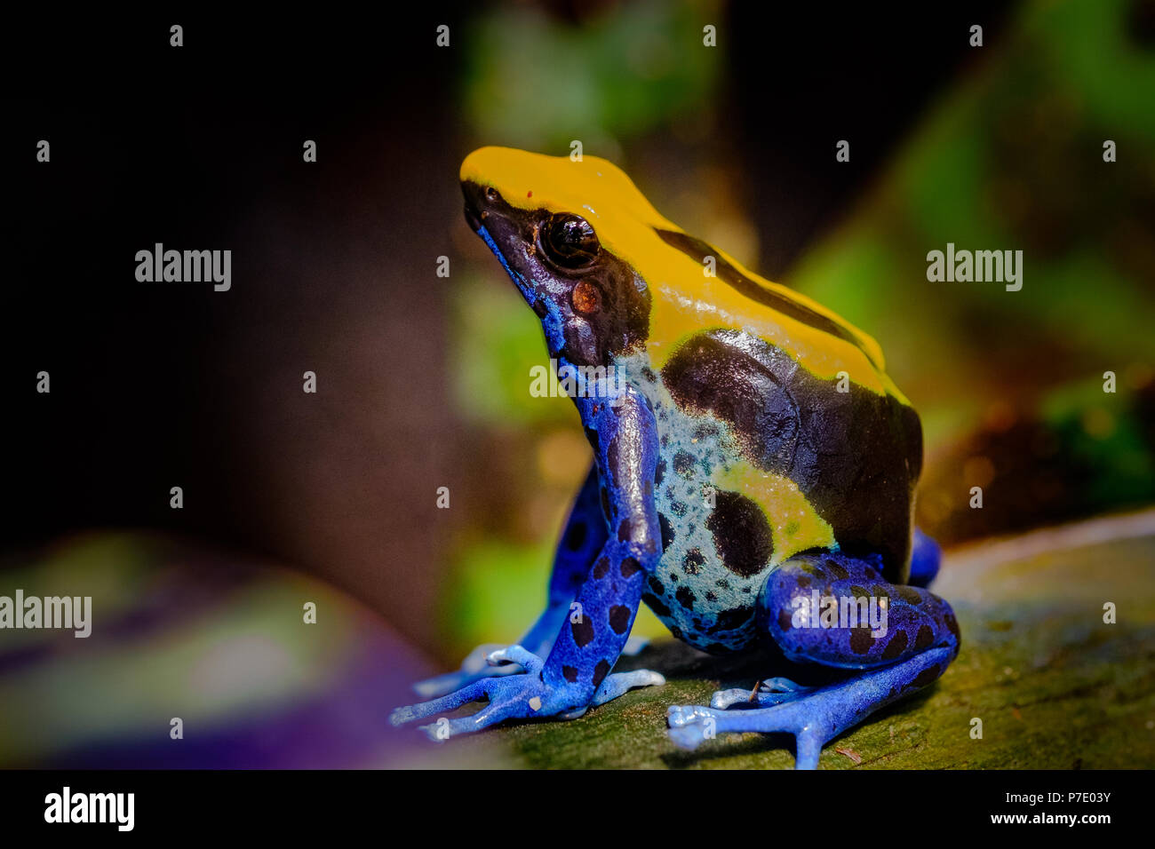 The dyeing dart frog, tinc (a nickname given by those in the hobby of keeping dart frogs), or dyeing poison frog (Dendrobates tinctorius) is a species Stock Photo