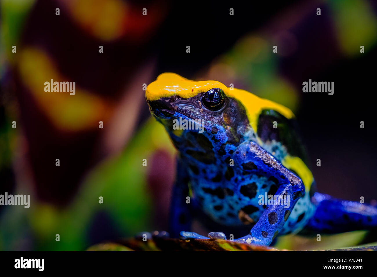 The dyeing dart frog, tinc (a nickname given by those in the hobby of keeping  dart frogs), or dyeing poison frog (Dendrobates tinctorius) is a species  Stock Photo - Alamy