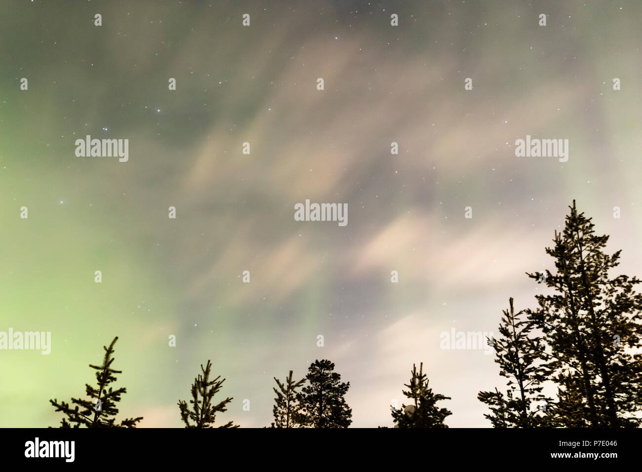 northern lights, aurora borealis over trees Stock Photo - Alamy