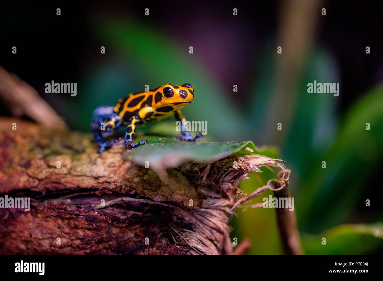 Mimic Poison Frog, Ranitomeya imitator Jeberos is a species of poison dart frog found in the north-central region of eastern Peru.  Its common name in Stock Photo