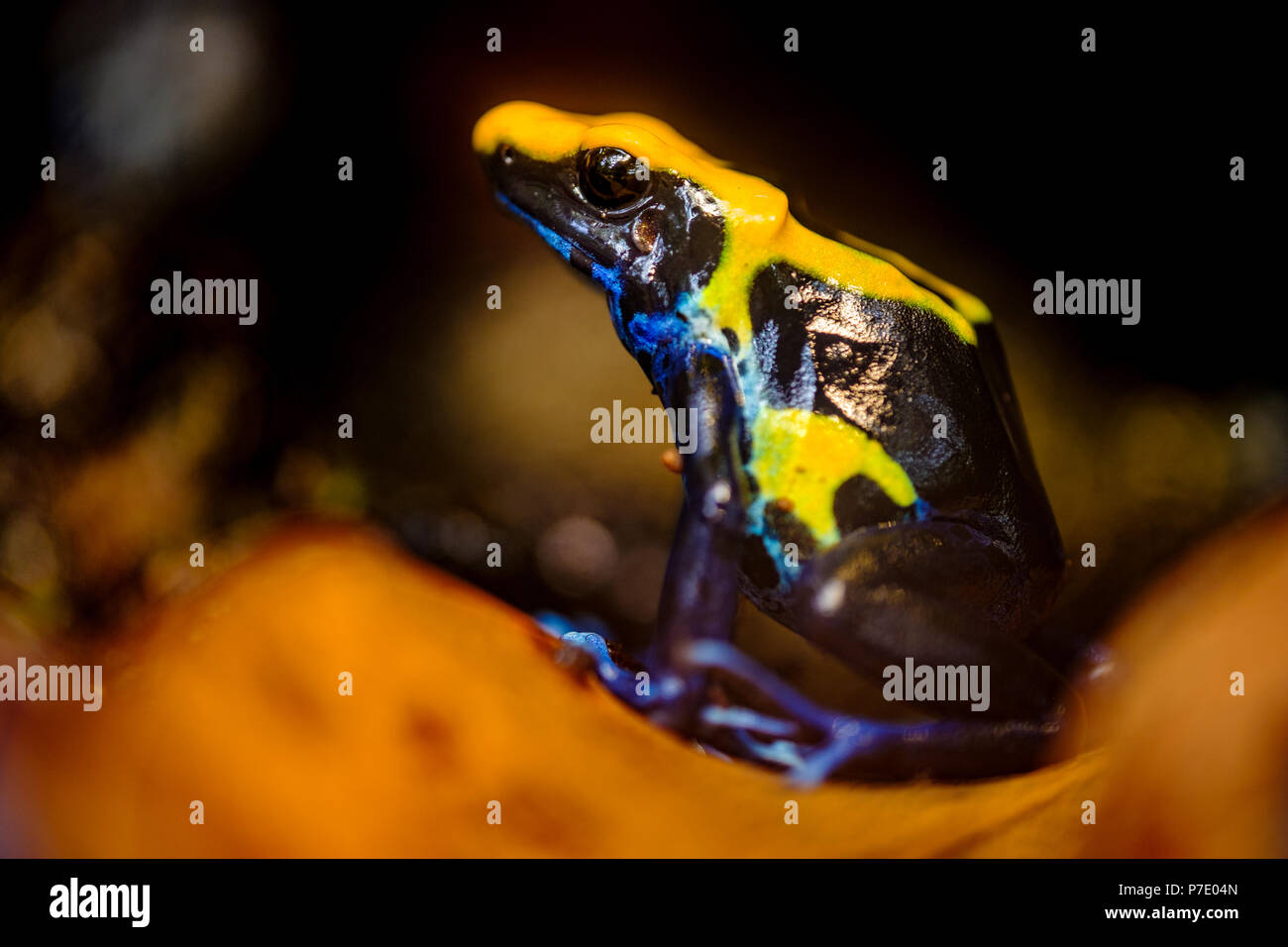The dyeing dart frog, tinc (a nickname given by those in the hobby of