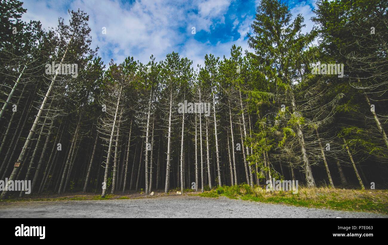 Tall trees that stand up reaching to the sky Stock Photo - Alamy
