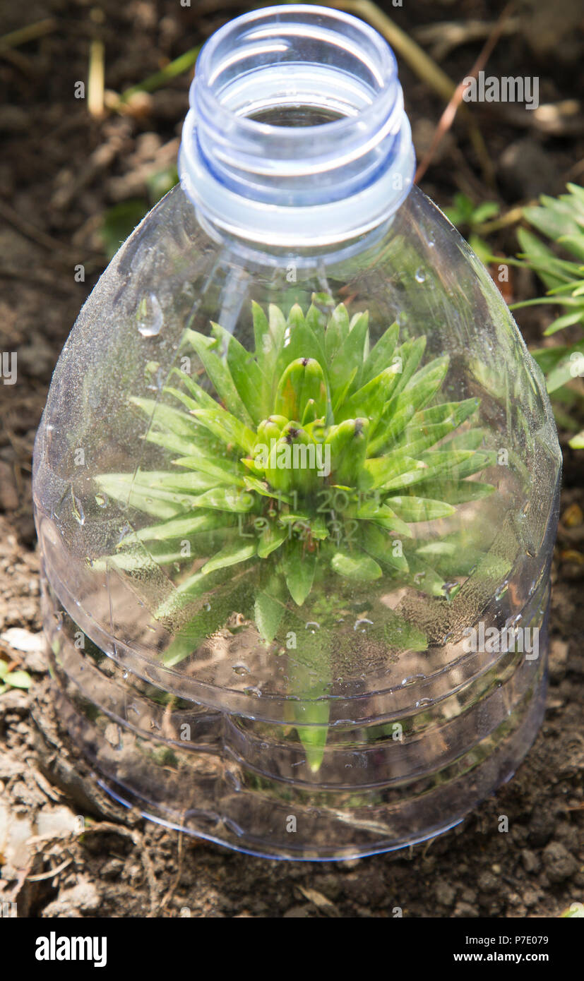 Recycling plastic bottle as mini greenhouse in garden Stock Photo Alamy