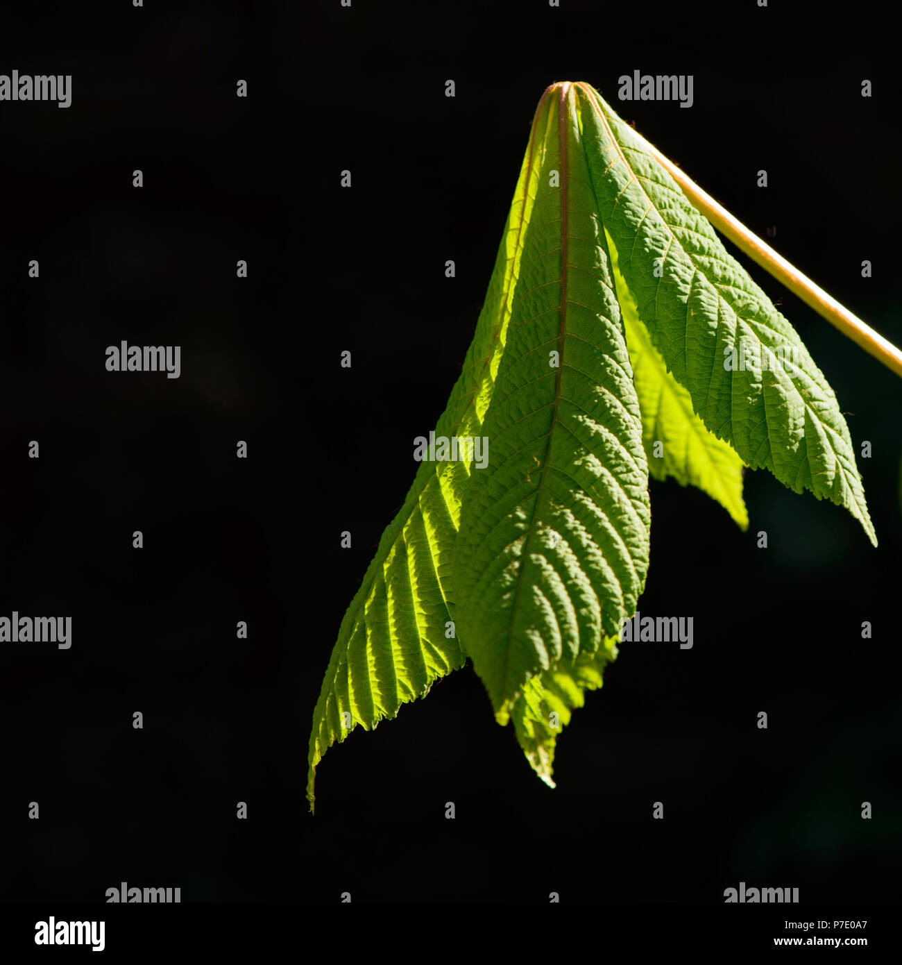 Young chestnut leaf unfold during springtime. Stock Photo