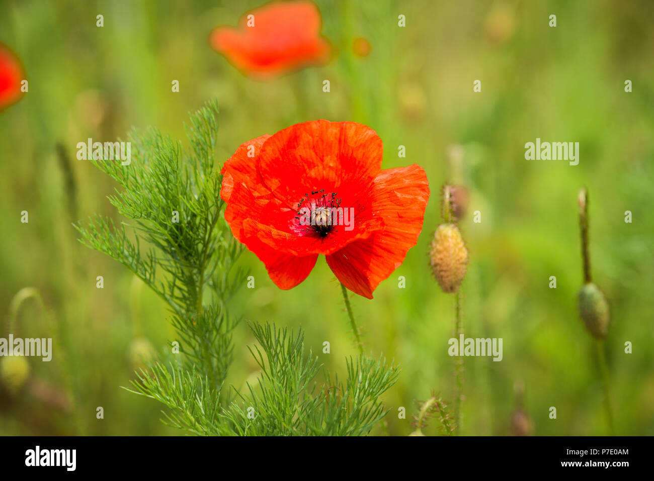 Poppies blooming in a field Stock Photo