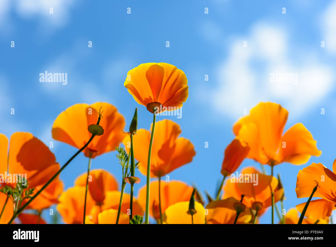 California Poppies reach out for the sky Stock Photo
